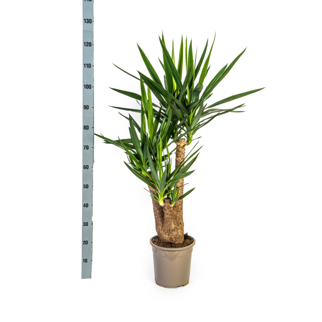 Yucca Elephantipes Ramifiée - D24 H80cm - Image 5