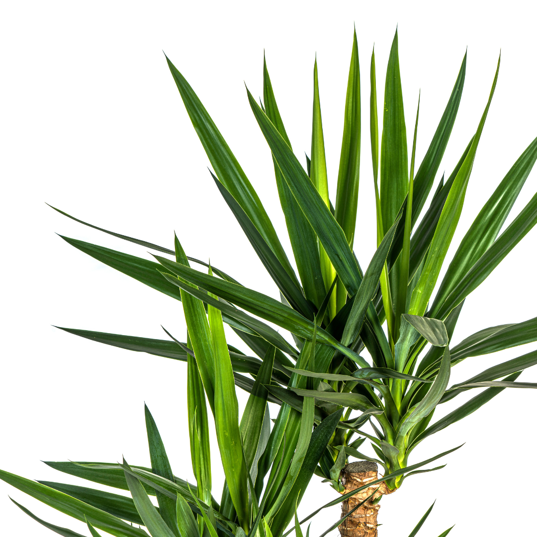 Yucca Elephantipes Ramifiée - D24 H80cm - Image 4