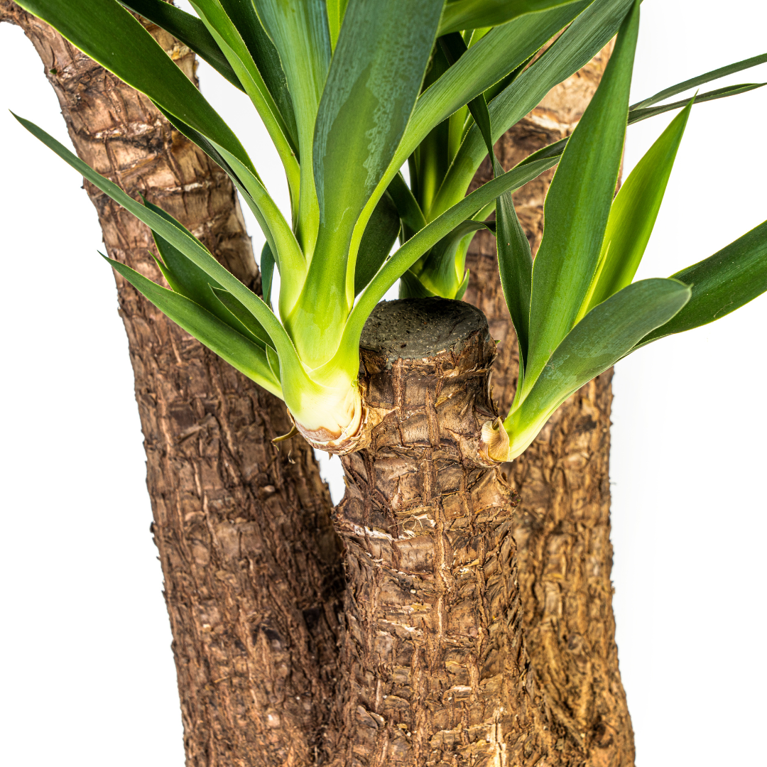 Yucca Elephantipes Ramifiée - D24 H80cm - Image 2