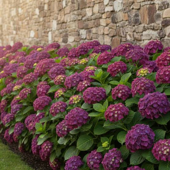 Hortensia Forever&Ever® Purple, Hydrangea macrophylla à fleurs Violette - feuillage Caduc - Pot de 12L - 50/60 cm- hauteur à maturité De 1,00 m à 1,5 - Image 5