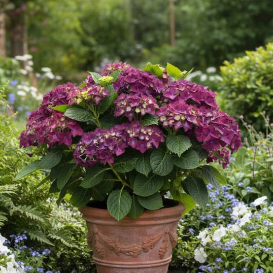 Hortensia Forever&Ever® Purple, Hydrangea macrophylla à fleurs Violette - feuillage Caduc - Pot de 12L - 50/60 cm- hauteur à maturité De 1,00 m à 1,5 - Image 3