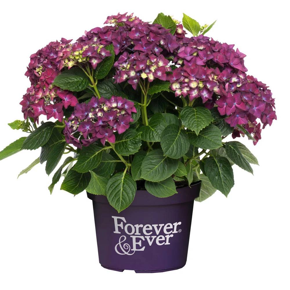 Hortensia Forever&Ever® Purple, Hydrangea macrophylla à fleurs Violette - feuillage Caduc - Pot de 12L - 50/60 cm-  hauteur à maturité De 1,00 m à 1,5 - Image 1