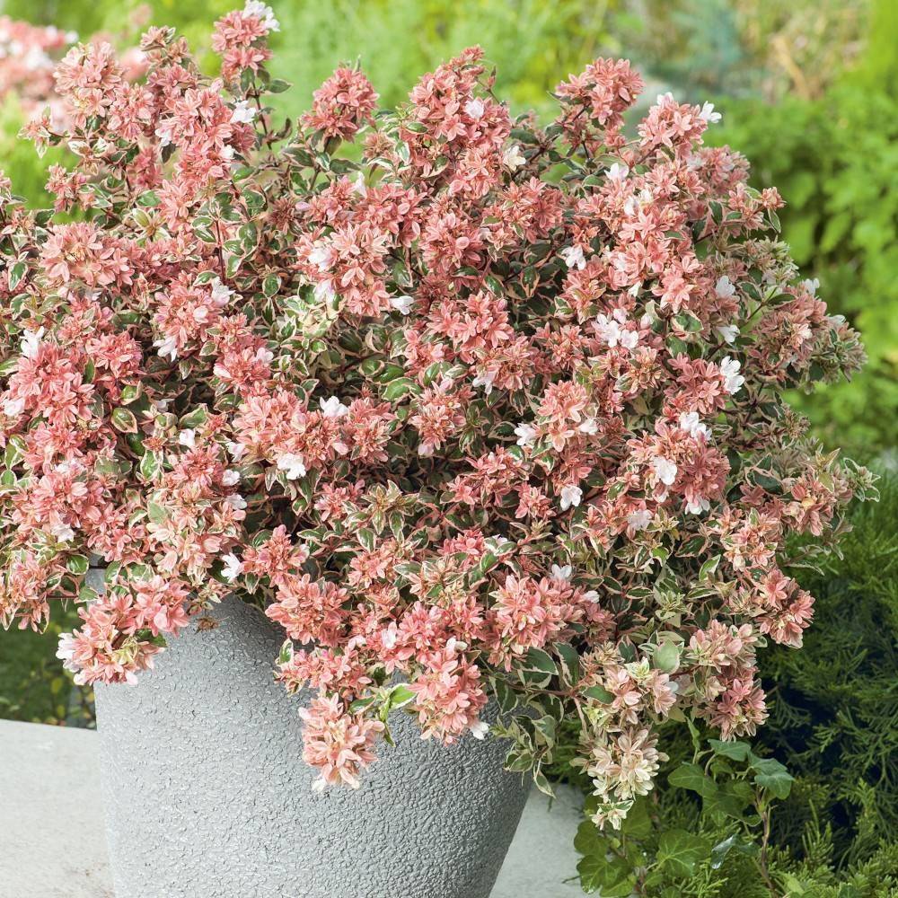 Abelia Magic Daydream® 'Opstal303', Abélia à grandes fleurs à fleurs Blanche/ - feuillage Semi-Persistant - Pot de 4L - 40/60 cm - Image 1