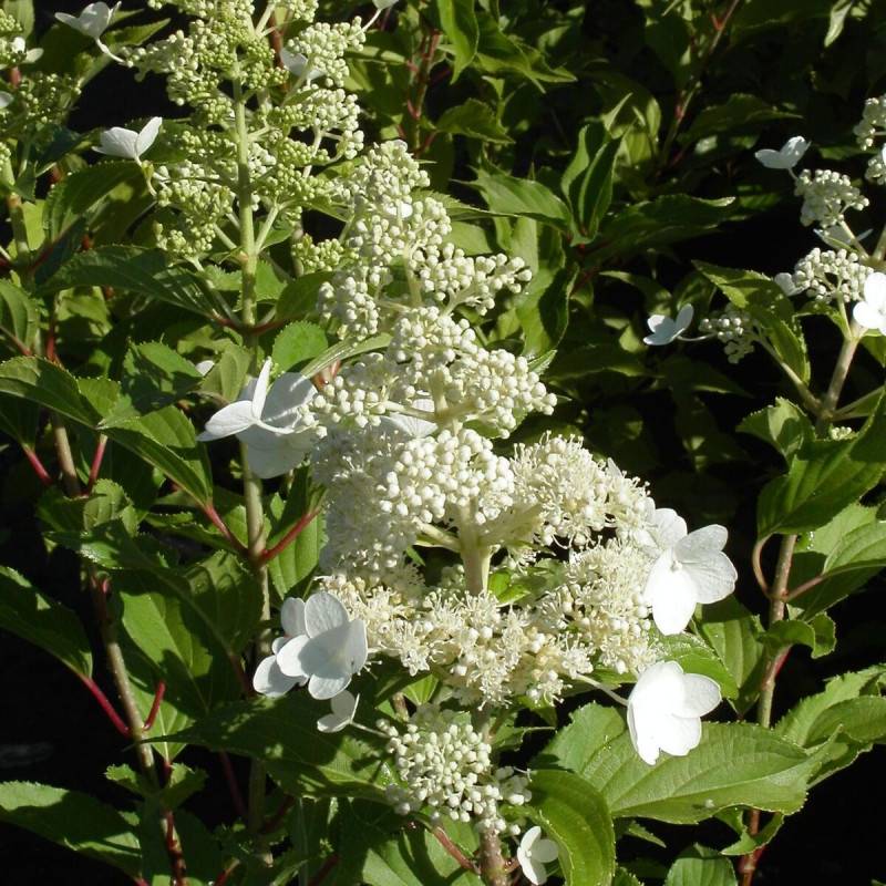 Hortensia paniculata Kyushu, Hydrangea paniculata à fleurs Blanche - feuillage Caduc - Pot de 4L - 20/40 cm-  hauteur à maturité De 1,00 m à 1,50 m - Image 1