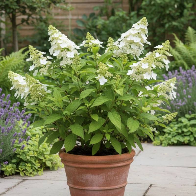 Hortensia paniculata Kyushu, Hydrangea paniculata à fleurs Blanche - feuillage Caduc - Pot de 4L - 20/40 cm-  hauteur à maturité De 1,00 m à 1,50 m - Image 3