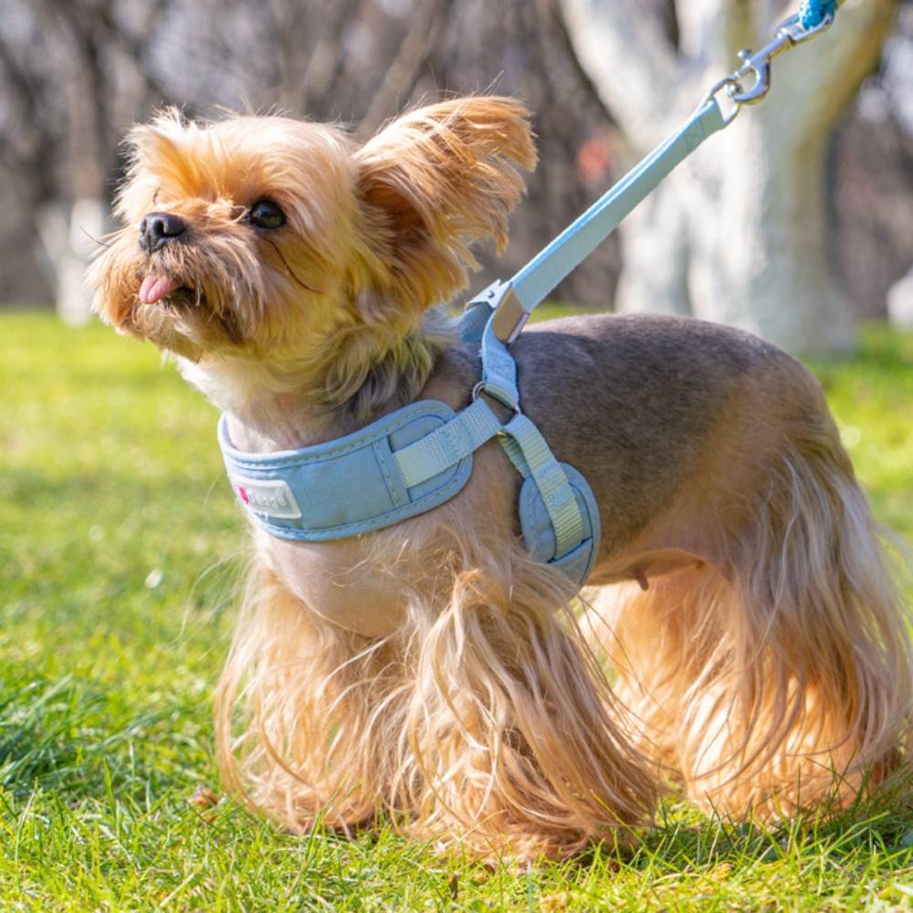 Laisse et gilet de harnais pour chien m - IntiMeg - Image 4