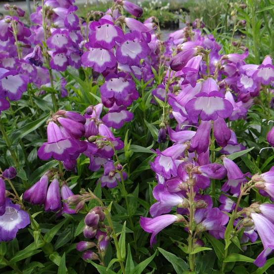 Promesse de Fleurs - Penstemon Pensham Czar - Galane Godet de 8/9 cm
