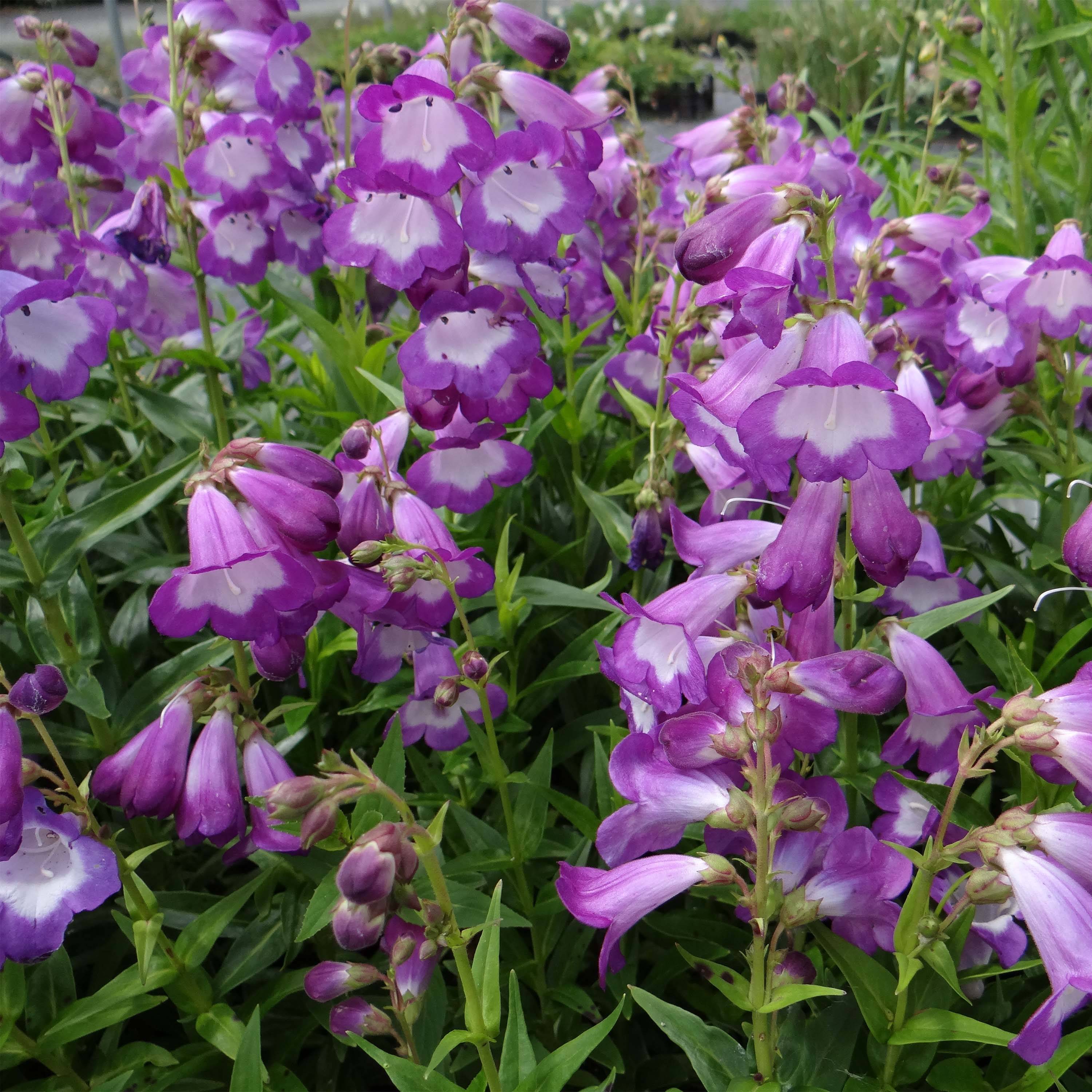 Promesse de Fleurs - Penstemon Pensham Czar - Galane Godet de 8/9 cm