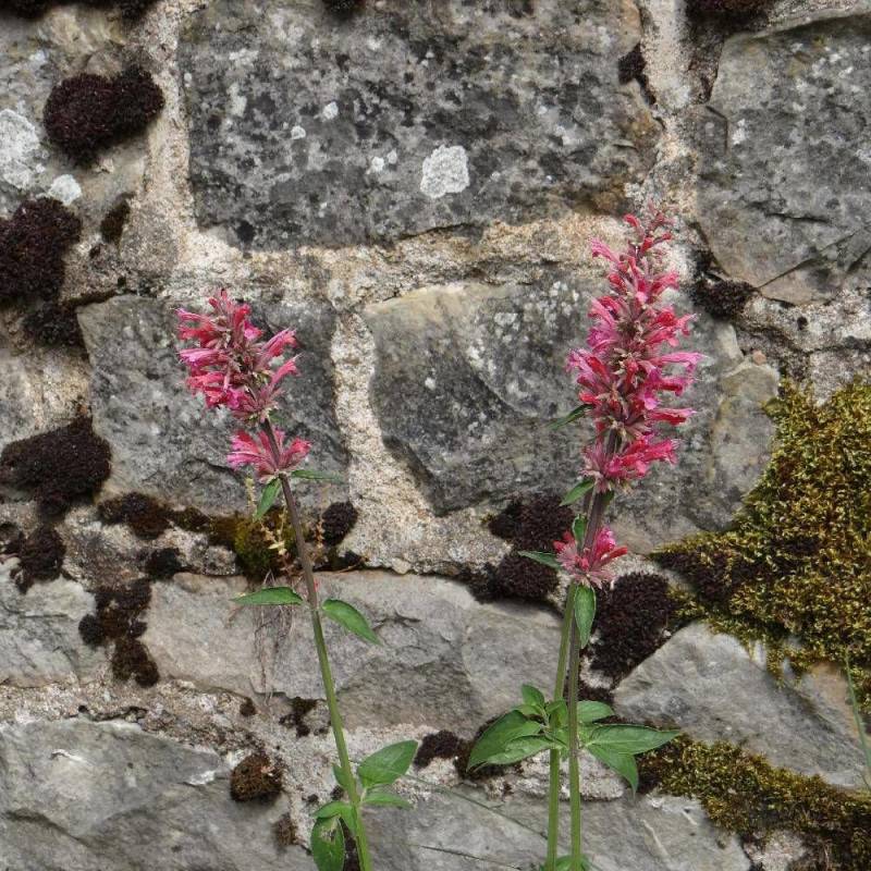 Agastache Tutti Frutti à fleurs Rose - feuillage Caduc - Godet - 5/20 cm-  hauteur à maturité De 0,15 m à 0,50 m