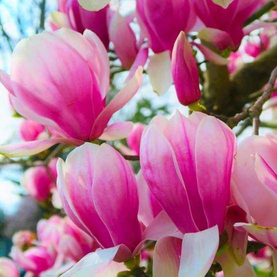 Magnolia de Soulange 'Beugnon' (Magnolia soulangeana 'Beugnon') - Godet - Taille 20/40cm - Pépinières Naudet - Image 1