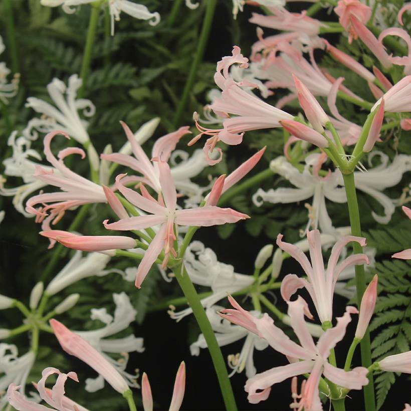 Promesse de Fleurs - Nerine bowdenii Vesta K - Lis de Guernesey Pot de 1,5L/2L calibre 12/14