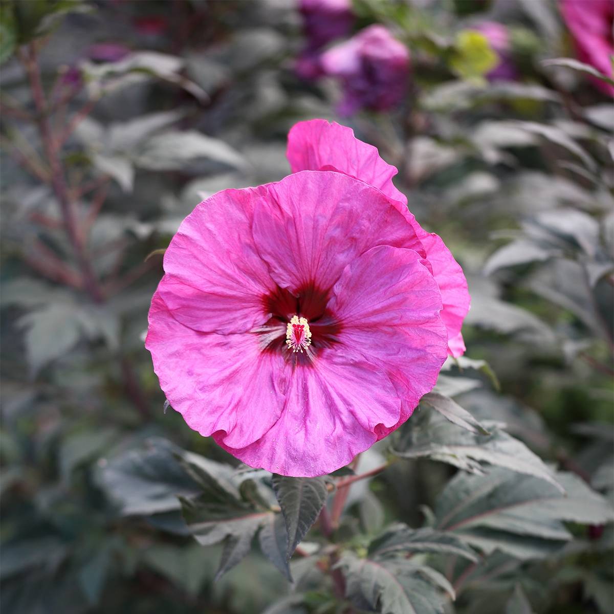 Promesse de Fleurs - Hibiscus moscheutos Summerific Berry Awesome - Hibiscus des marais Pot de 3L/4L - Image 1