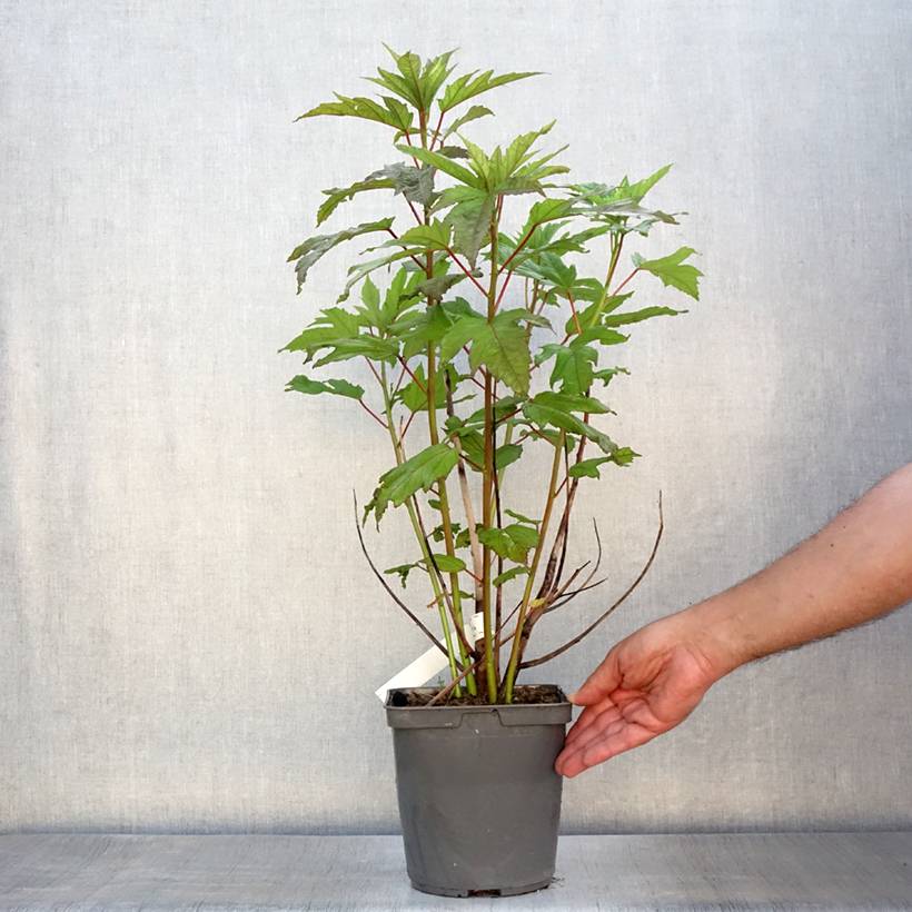 Promesse de Fleurs - Hibiscus moscheutos Summerific Berry Awesome - Hibiscus des marais Pot de 3L/4L - Image 2