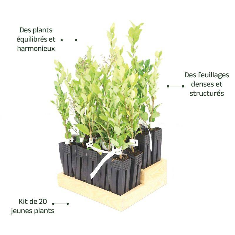 20 Troènes Du Japon (Ligustrum Japonicum) - Haie de Troène du Japon - - Pépinières Naudet - Image 4