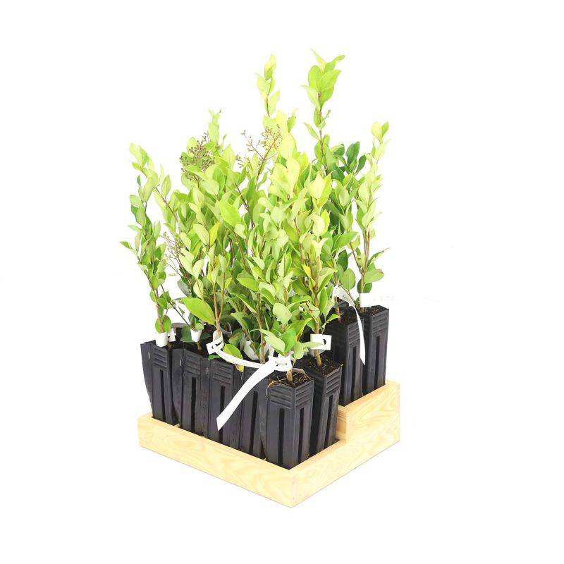 20 Troènes Du Japon (Ligustrum Japonicum) - Haie de Troène du Japon - - Pépinières Naudet - Image 3