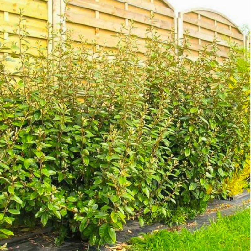 Elaeagnus (Elaeagnus ebbingei) - Godet - Taille 20/40cm - Pépinières Naudet