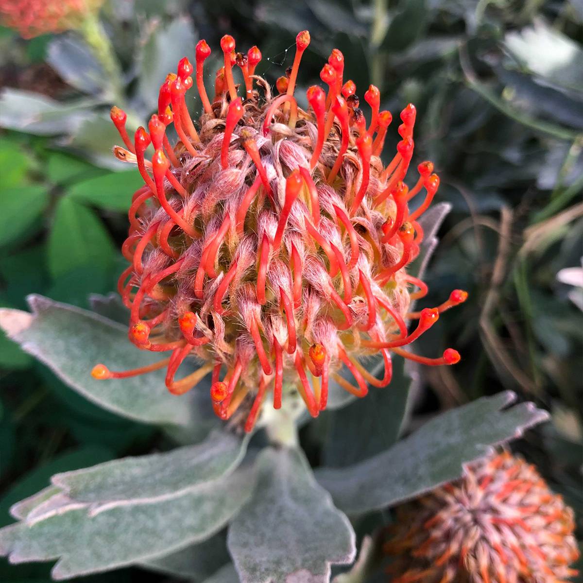 Leucospermum Carnival Red - Pelote d'épingles Pot de 2L/3L - Image 1