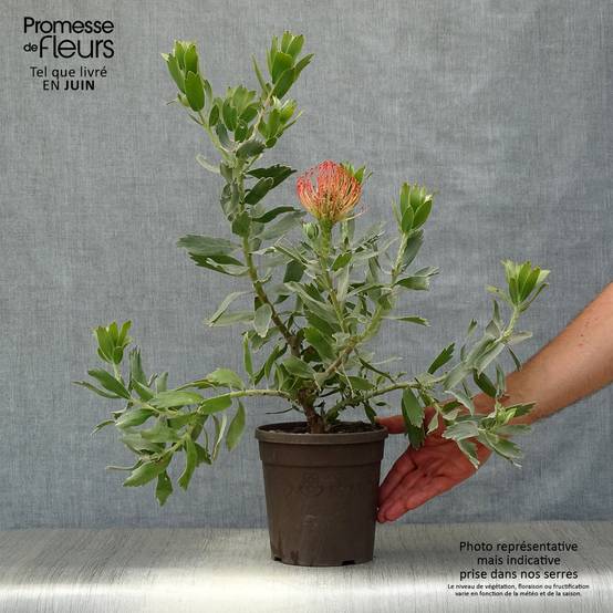 Leucospermum Carnival Red - Pelote d'épingles Pot de 2L/3L - Image 2