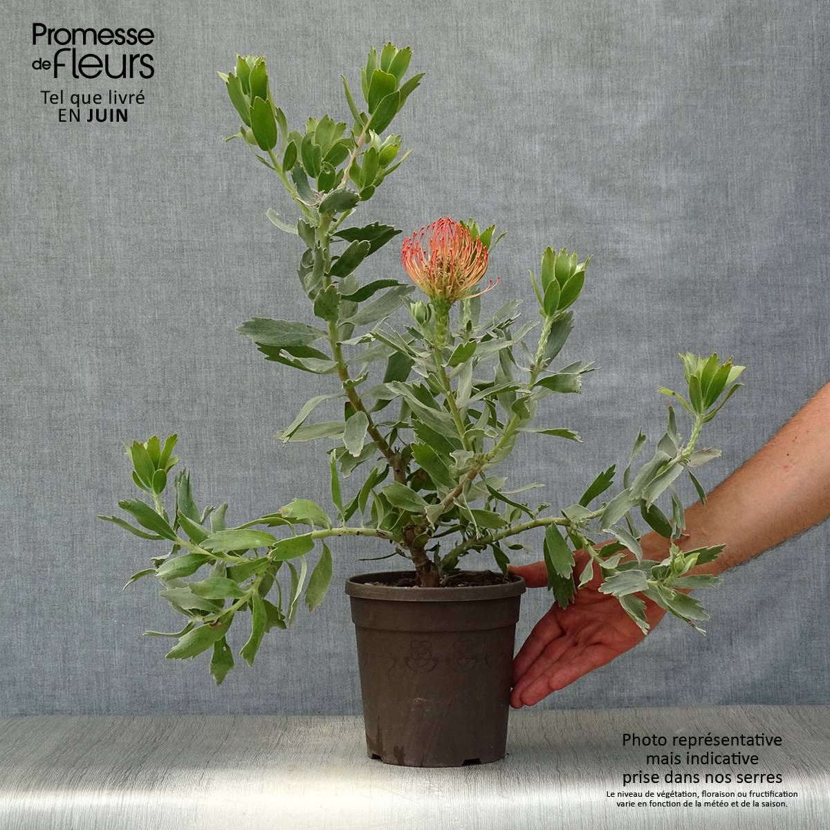 Leucospermum Carnival Red - Pelote d'épingles Pot de 2L/3L - Image 2
