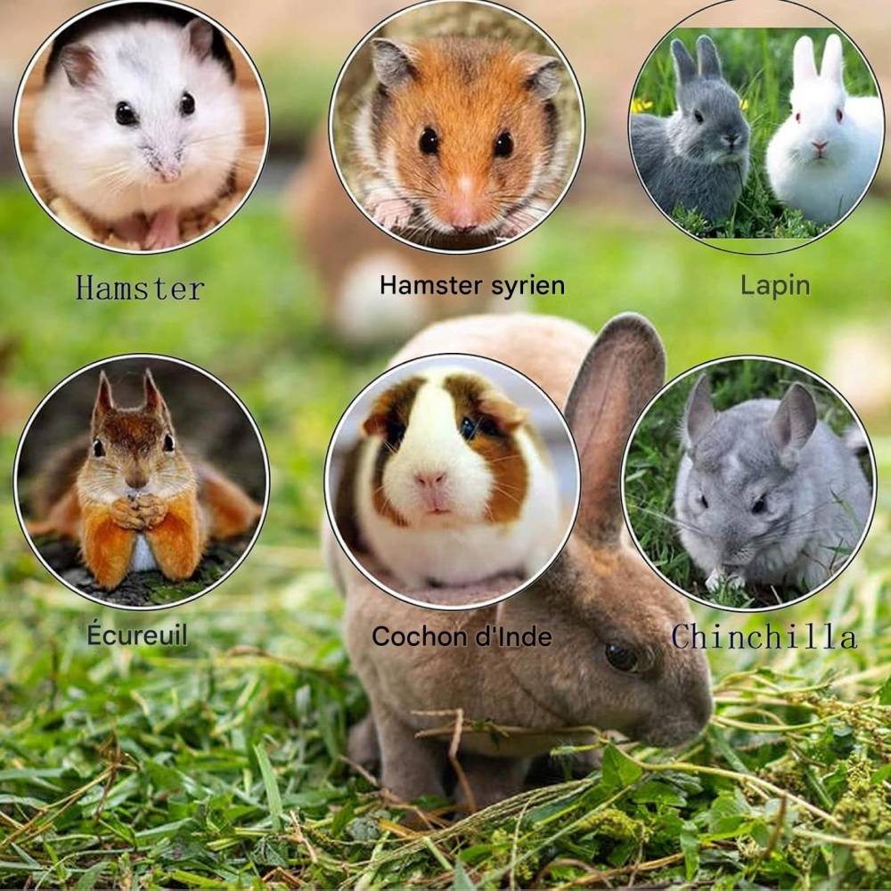 DtopbuyAge - Pierre molaire jouet en pumice pour hamsters et petits animaux DtopbuyAge - Image 4