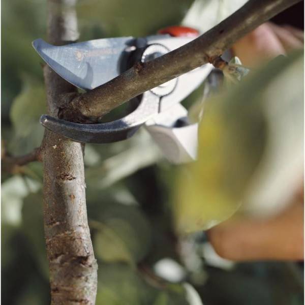 Sécateur GARDENA BP 50 Premium - Ø24mm max - Lames franches acier inox - Poignée ergonomique - Garantie 25 ans - Image 3