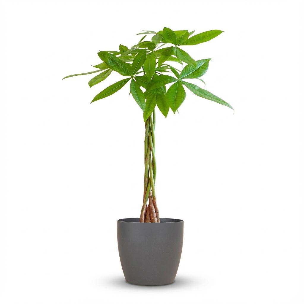 Pachira Aquatica - Pot de 21cm - Hauteur 80cm - Gris - Plantes d'intérieur - Image 1