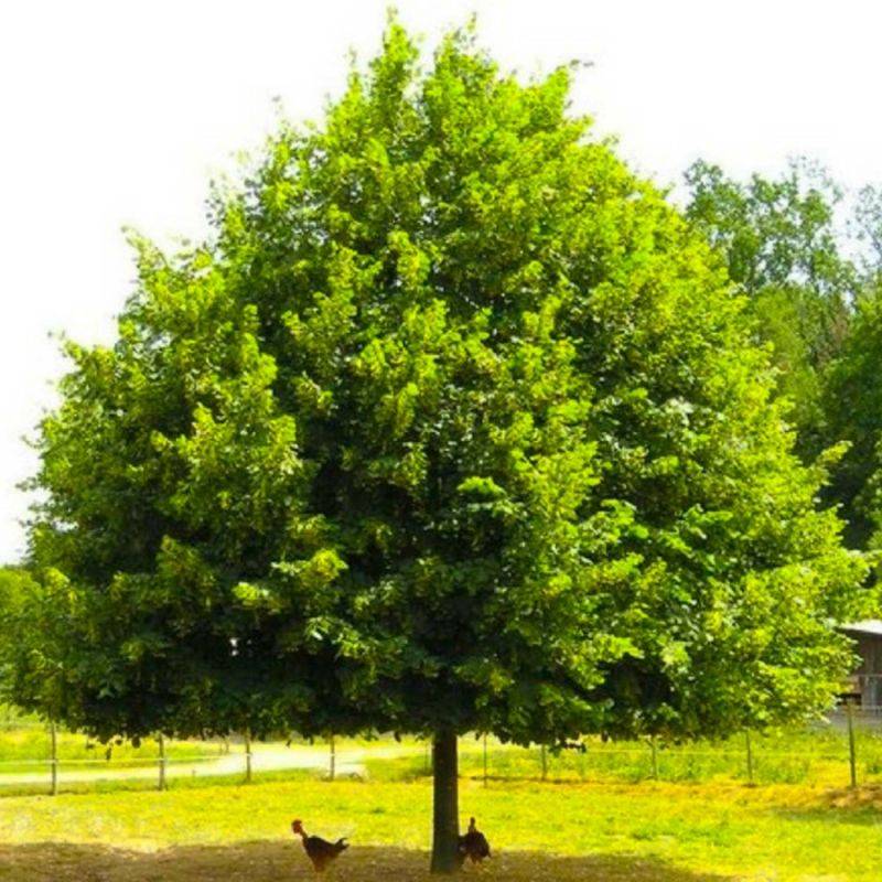 Tilleul à petites feuilles (Tilia cordata) - Godet - Taille 20/40cm - Pépinières Naudet