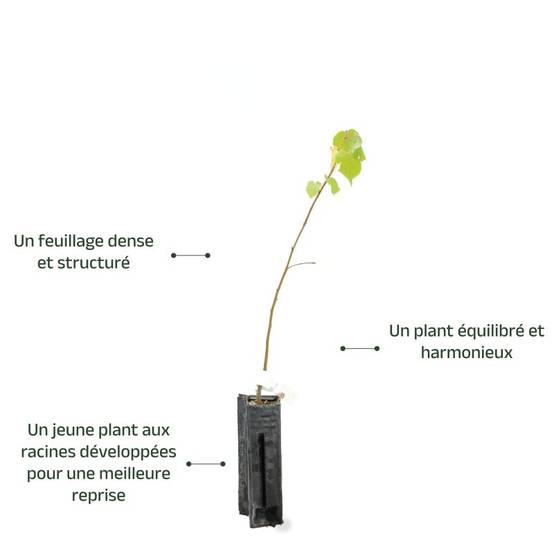 Tilleul à petites feuilles (Tilia cordata) - Godet - Taille 20/40cm - Pépinières Naudet - Image 4