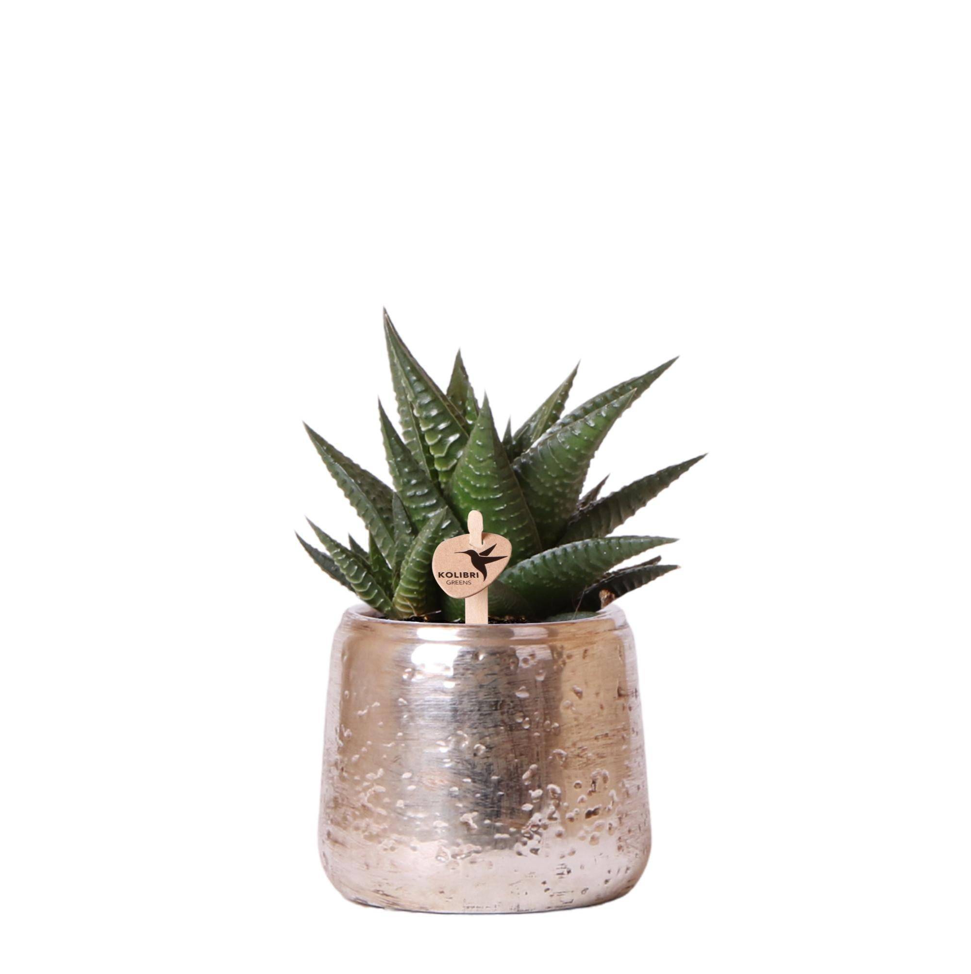 Haworthia Limifolia et son cache-pot argenté- La Green Touch
