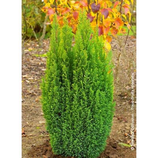 Chamaecyparis lawsoniana Ellwood's Gold -Cyprès de Lawson Pot de 2L/3L - Image 1