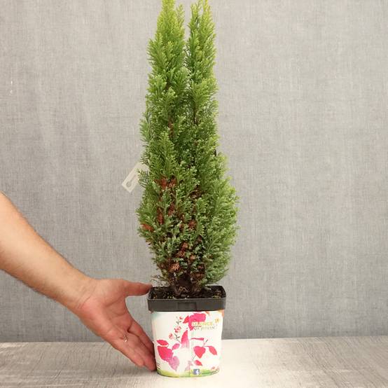 Chamaecyparis lawsoniana Ellwood's Gold -Cyprès de Lawson Pot de 2L/3L - Image 2