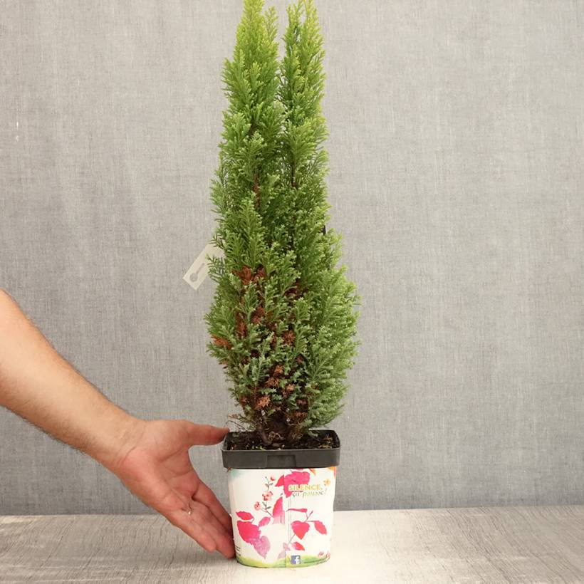 Chamaecyparis lawsoniana Ellwood's Gold -Cyprès de Lawson  Pot de 2L/3L - Image 2