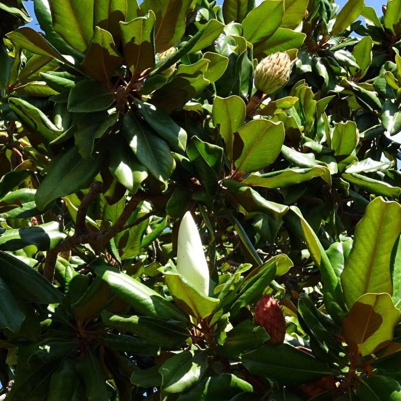 Magnolia à grandes fleurs Treyvei, Magnolia persistant à fleurs Blanche/ - feuillage Persistant - Pot de 4L - 40/60 cm - Image 7