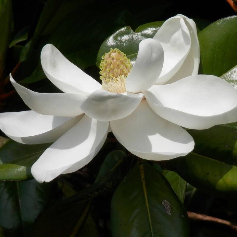 Magnolia à grandes fleurs Treyvei, Magnolia persistant à fleurs Blanche/ - feuillage Persistant - Pot de 4L - 40/60 cm - Image 1