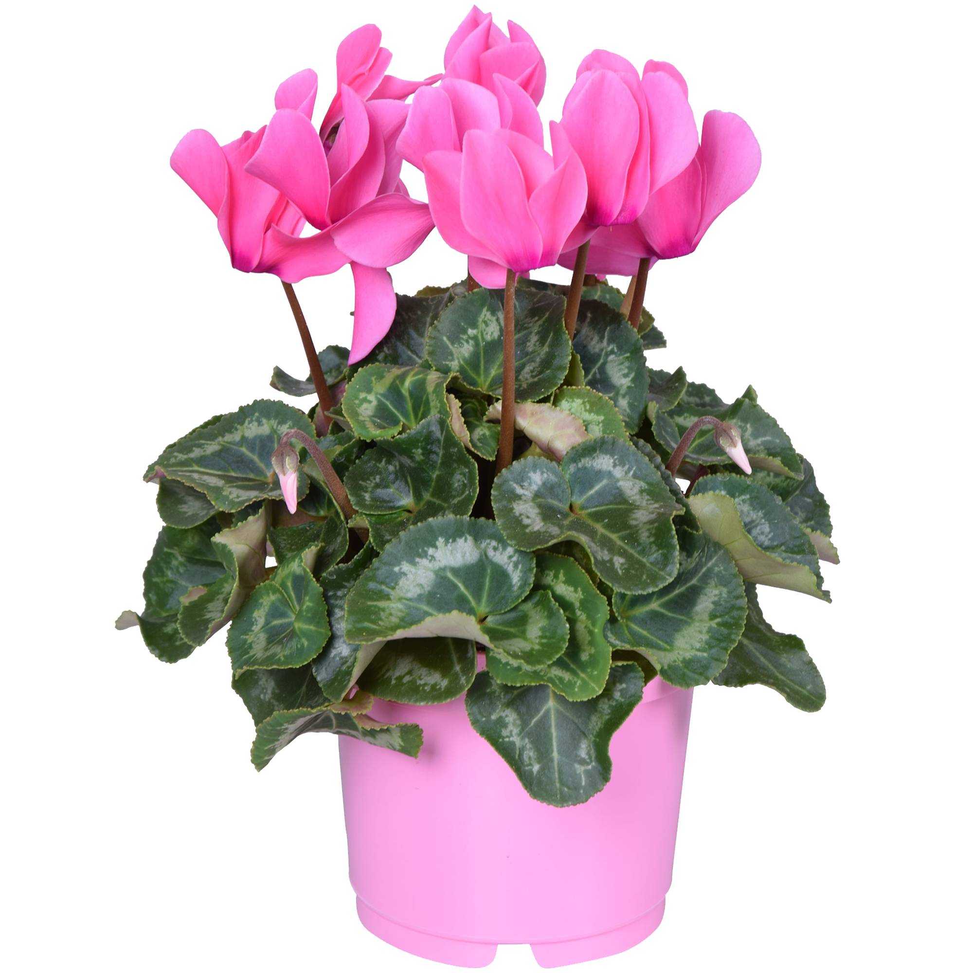 Gardenersdream - 1 X Cyclamen Persicum Rose | Plante À Feuilles Caduques Et De Floraison Abondante | En Pot De 12 Cm - GardenersDream - Image 2
