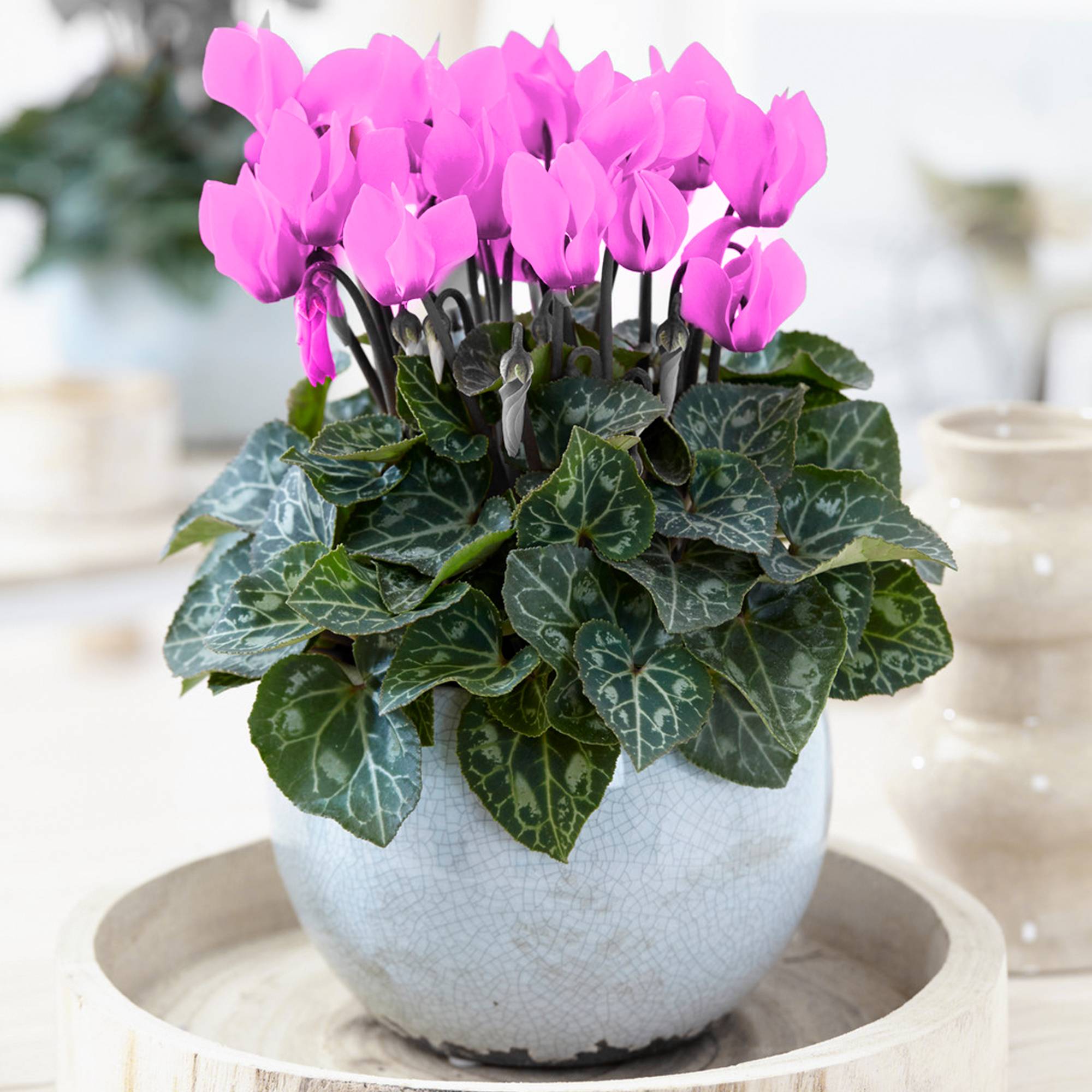 Gardenersdream - 1 X Cyclamen Persicum Rose | Plante À Feuilles Caduques Et De Floraison Abondante | En Pot De 12 Cm - GardenersDream