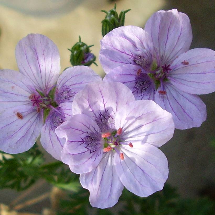 Promesse de Fleurs - Erodium Spanish Eyes - Bec de grue Godet de 7/8 cm