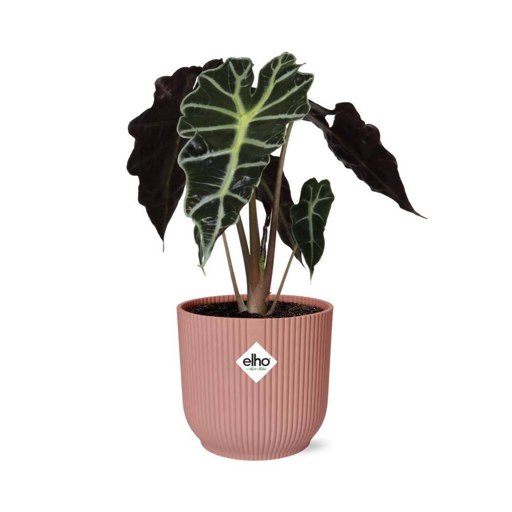 Alocasia 'Polly' 14cm Rose - H45cm - Image 2