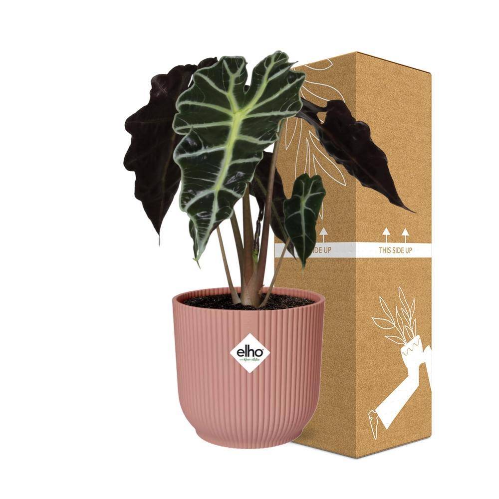 Alocasia 'Polly' 14cm Rose - H45cm - Image 4