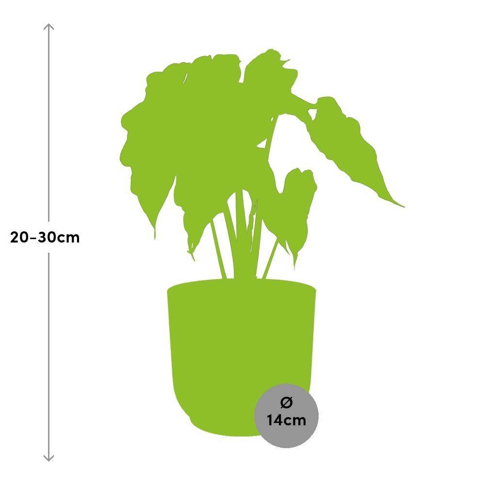 Alocasia 'Polly' 14cm Rose - H45cm - Image 3