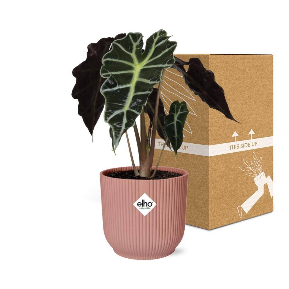 Alocasia 'Polly' 14cm Rose - H45cm - Image 5