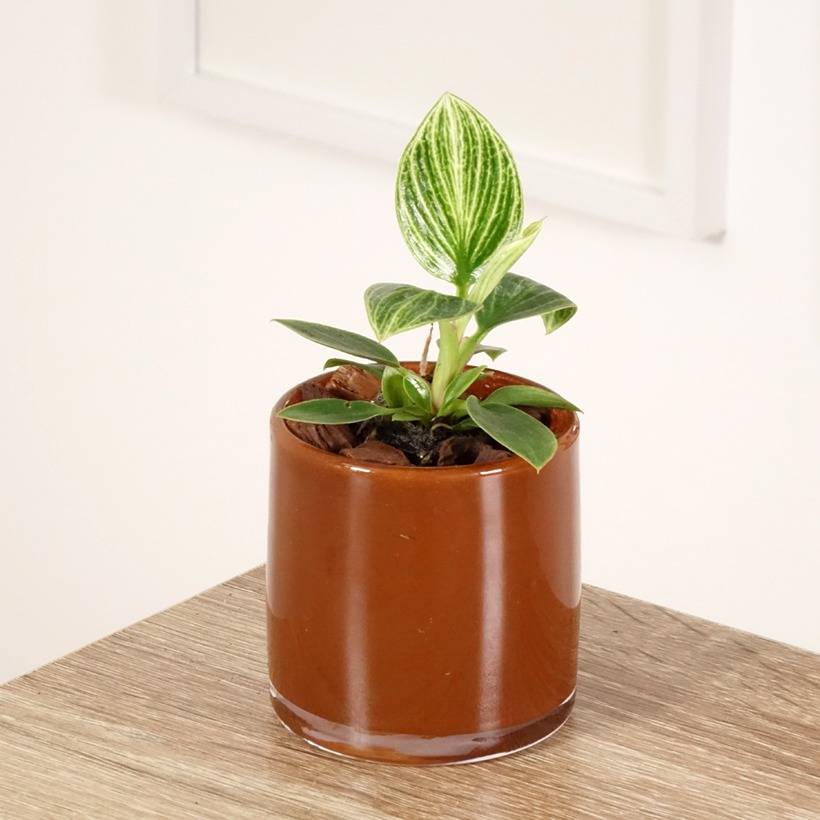 Philodendron White Measure Mini-plante