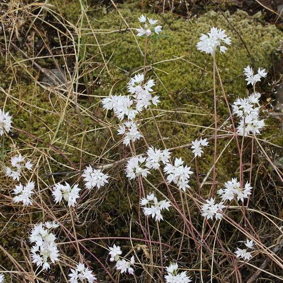 Allium amplectens Graceful - Ail d'ornement Godet de 8/9 cm calibre 4+