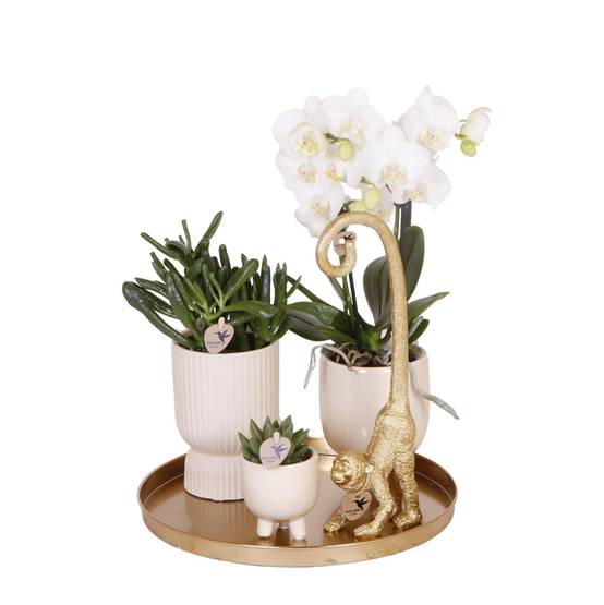 Set Orchidée Blanche Phalaenopsis et Succulentes en Pots Céramique- La Green Touch - Image 1