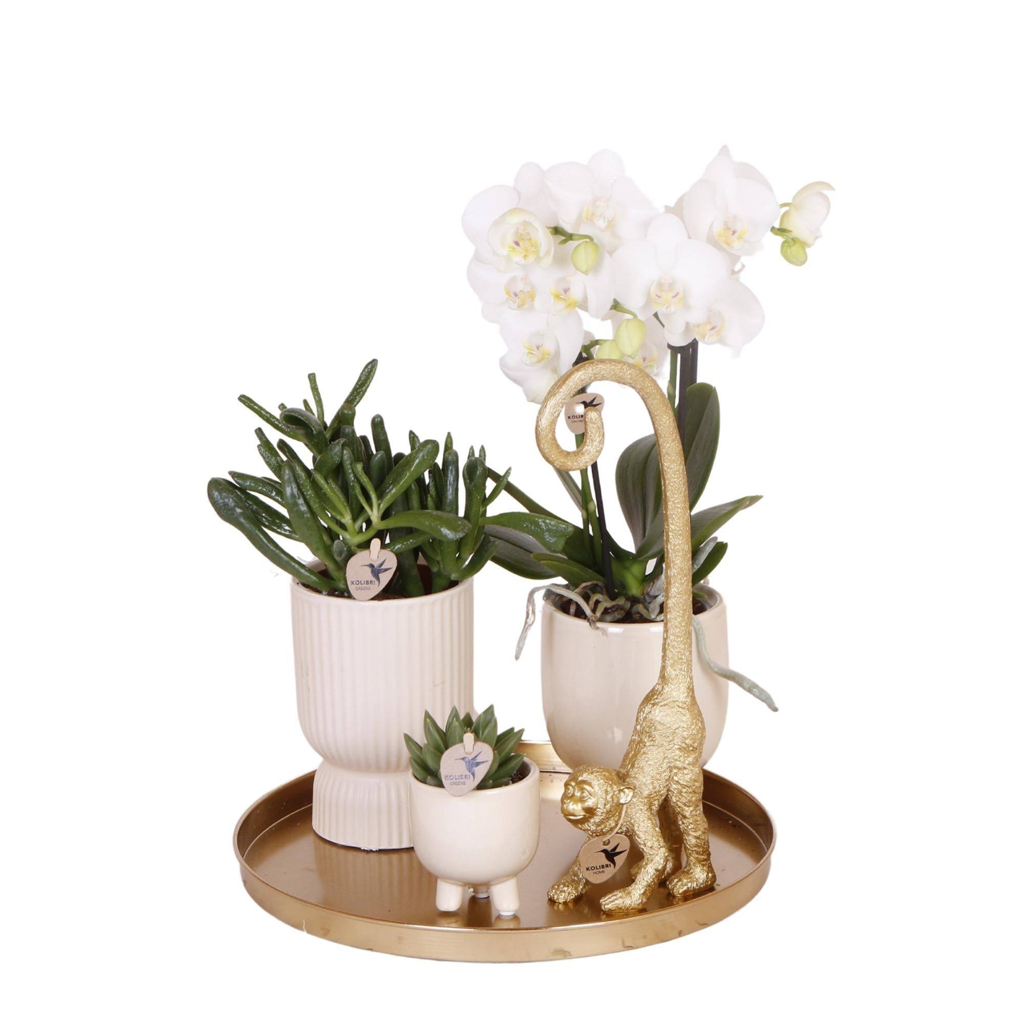 Set Orchidée Blanche Phalaenopsis et Succulentes en Pots Céramique- La Green Touch