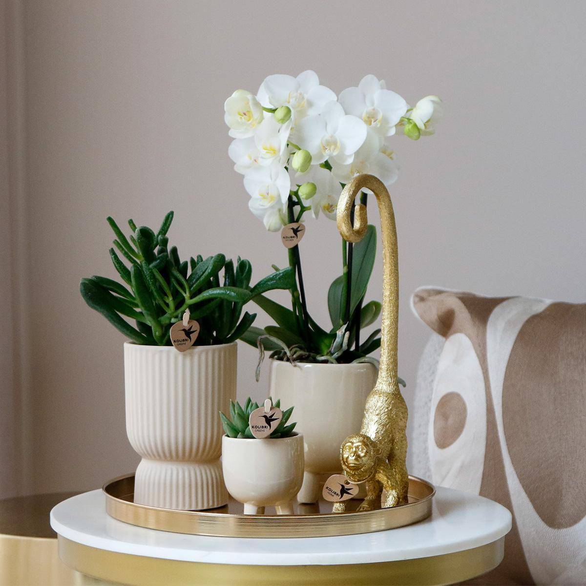 Set Orchidée Blanche Phalaenopsis et Succulentes en Pots Céramique- La Green Touch - Image 2