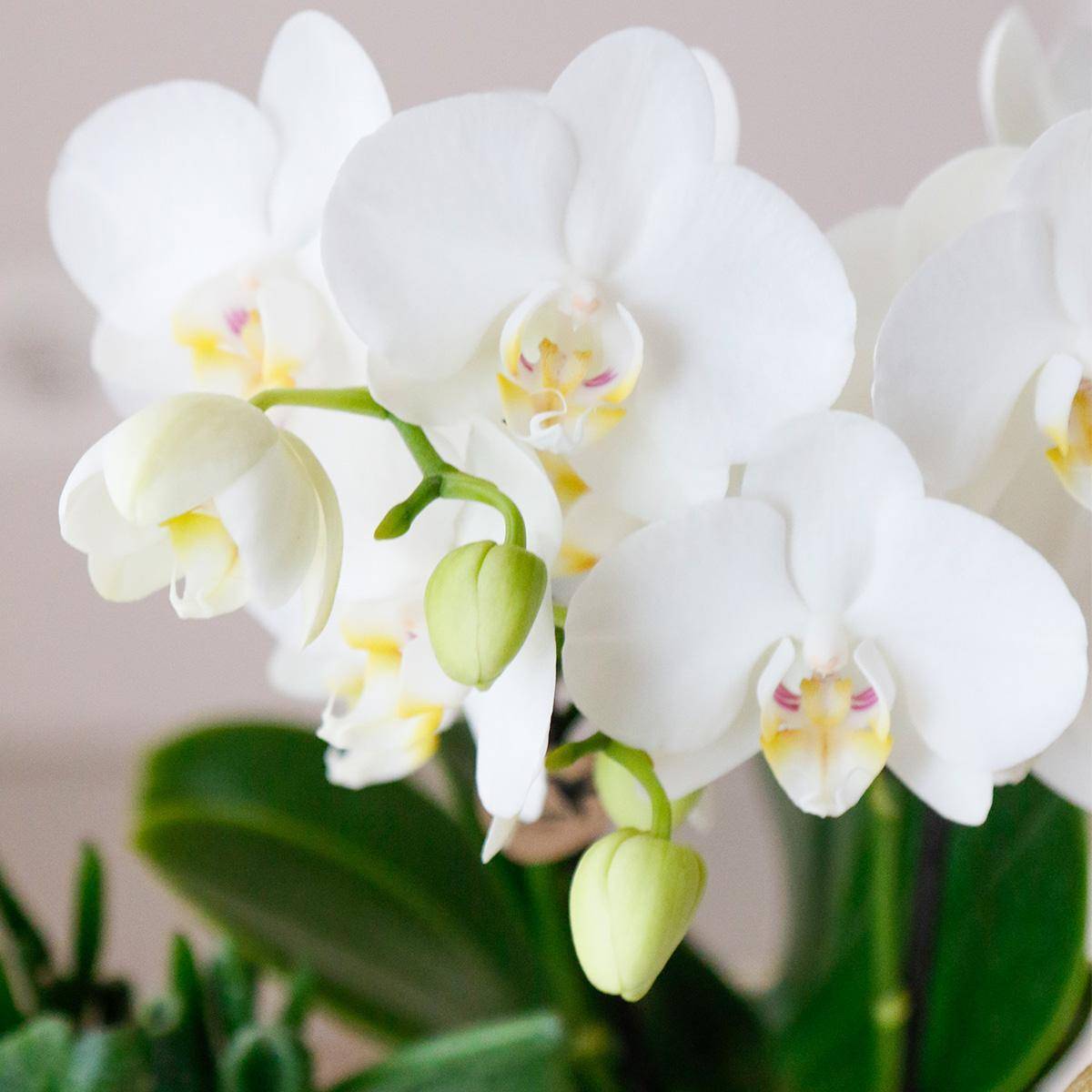 Set Orchidée Blanche Phalaenopsis et Succulentes en Pots Céramique- La Green Touch - Image 6