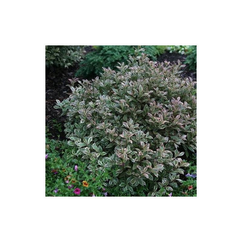Weigela All Summer® Monet 'Verweig8', Weigelia à fleurs Blanche - feuillage Caduc - Pot de 4L - 40/60 cm-  hauteur à maturité De 1,00 m à 1,50 m - Image 2