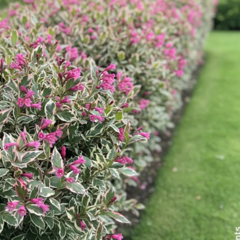 Weigela All Summer® Monet 'Verweig8', Weigelia à fleurs Blanche - feuillage Caduc - Pot de 4L - 40/60 cm-  hauteur à maturité De 1,00 m à 1,50 m - Image 4