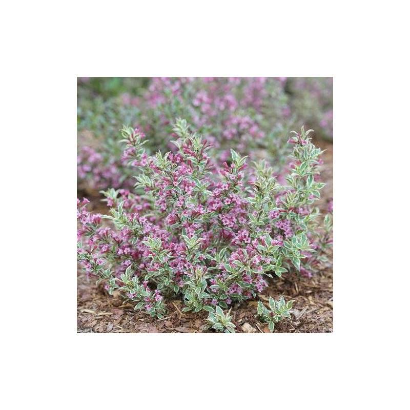 Weigela All Summer® Monet 'Verweig8', Weigelia à fleurs Blanche - feuillage Caduc - Pot de 4L - 40/60 cm-  hauteur à maturité De 1,00 m à 1,50 m - Image 1